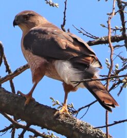 I think our nesting hawks are back!!