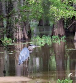 Caddo Lake